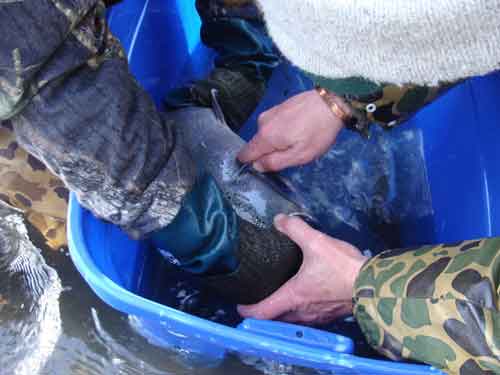 Scale Sampling